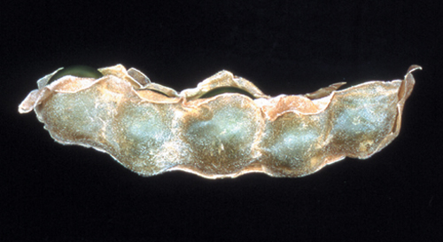peapod