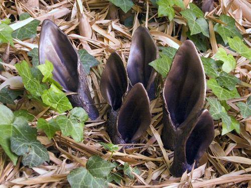 sprouts